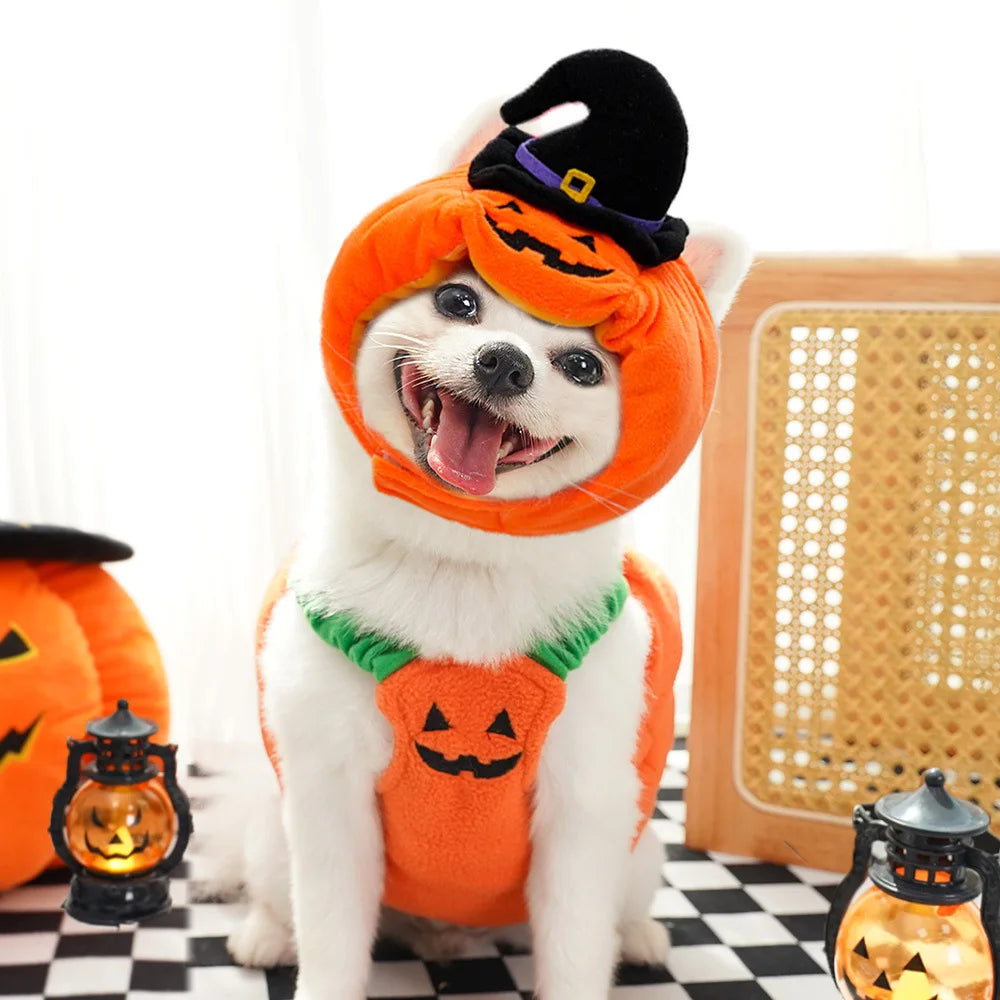 Pumpkin Fit Dog Halloween  Costumes