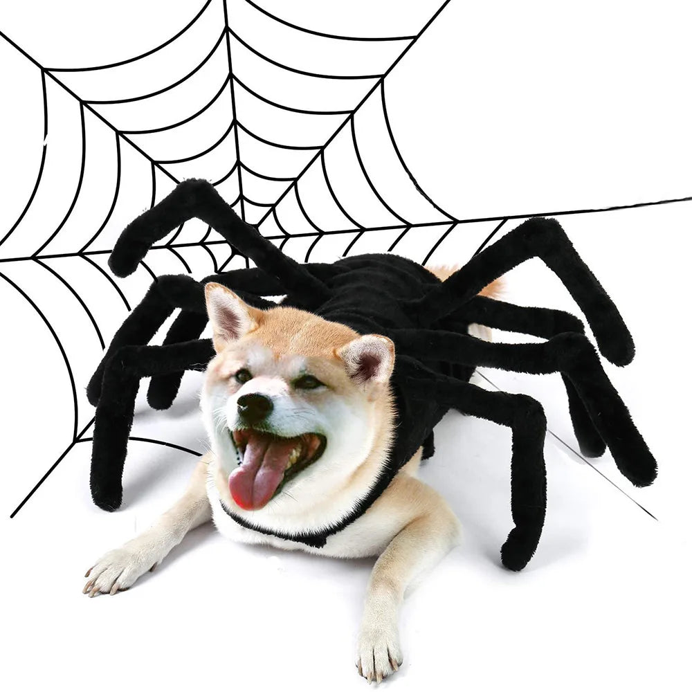 Halloween Funny Spider Costume