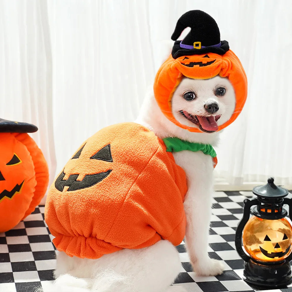 Pumpkin Fit Dog Halloween  Costumes