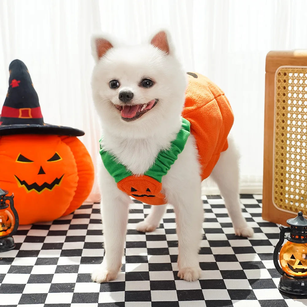 Pumpkin Fit Dog Halloween  Costumes